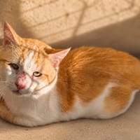 Maxou [FIV+], chat à adopter
