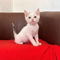 Ruby, chatte à adopter