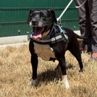 MEGANE, chienne à adopter
