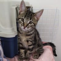 Alf, chat à adopter