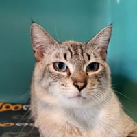 PATSAM, chat à adopter