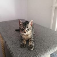 NINA, chatte à adopter