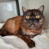 DUCHESSE-CHOUPETTE, chatte à adopter