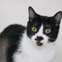 DAGMAR HAB17600, chatte à adopter