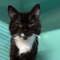 ORION, chat à adopter