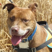 PAM (Réservée), chienne à adopter
