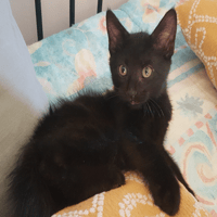 LUCKY, chat à adopter