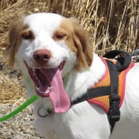 COOKIE, chien à adopter