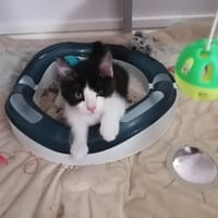 CARAMEL, chat à adopter