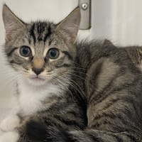 VENY, chat à adopter
