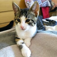 Boss, chat à adopter