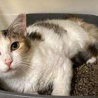 MONOI, chatte à adopter