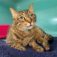 SYDNEY (réservé), chat à adopter