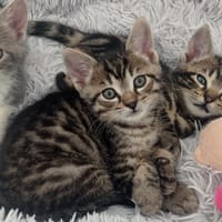 DONUT C, chat à adopter