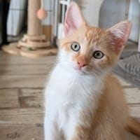 BOSTON, chat à adopter