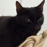 Ambre, chatte à adopter