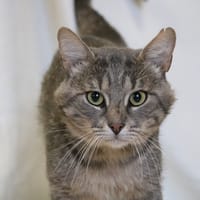 COVO HAB17670, chat à adopter