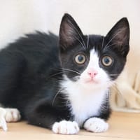 MISTRAL HAB17669, chat à adopter