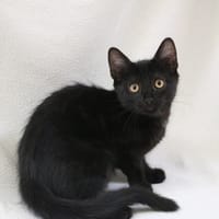 MISS RONRON HAB17657, chatte à adopter