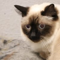 Millord, chat à adopter