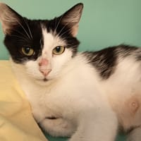 CHRISTA C, chatte à adopter