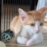 BORNEO, chat à adopter