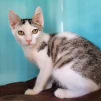 nino, chat à adopter