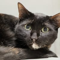 Misty, chatte à adopter