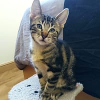 Tiben, chat à adopter