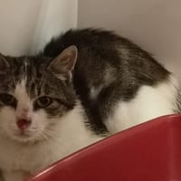 ORI, chat à adopter