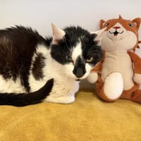 MICKEY, chat à adopter