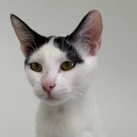CHOUCROUTGARNIX, chatte à adopter