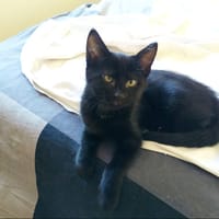 Ariel, chatte à adopter