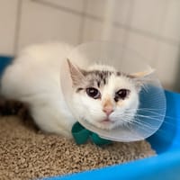 ZENDAYA, chatte à adopter