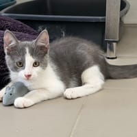 ABRIBUS, chat à adopter
