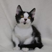 ELFO HAB17606, chat à adopter