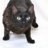 BUNTY HAB17605, chatte à adopter