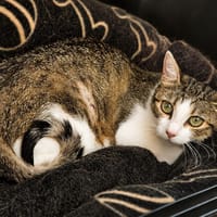 Liliane, chatte à adopter