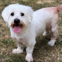 Natsu CAA15227, chien à adopter