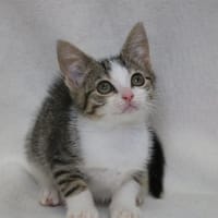 PAIGE HAB17612, chatte à adopter