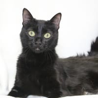 OONA HAB17604, chatte à adopter