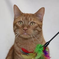 ZOG HAB17599, chat à adopter