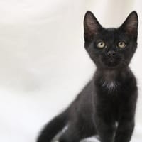 PRINCESSE GRIFFE HAB17658, chatte à adopter