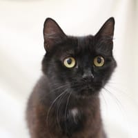 DUCHESSE MOUSTACHE HAB17656, chatte à adopter