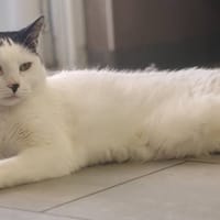 SUKI HAB16089, chat à adopter