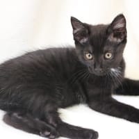 MARQUISE POMPOM HAB17660, chatte à adopter