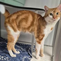 basik, chat à adopter