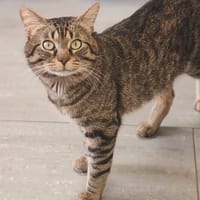 SIMON, chat à adopter