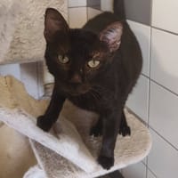 DOUKA, chat à adopter