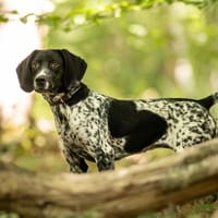 LILITH, chienne à adopter